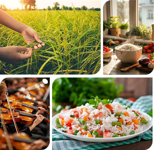 Produção de arroz da Arrozeira Sepeense